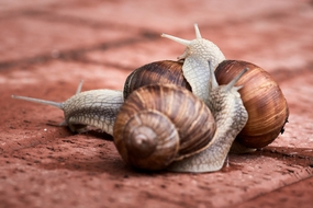 雨后地面爬行的小蜗牛图片